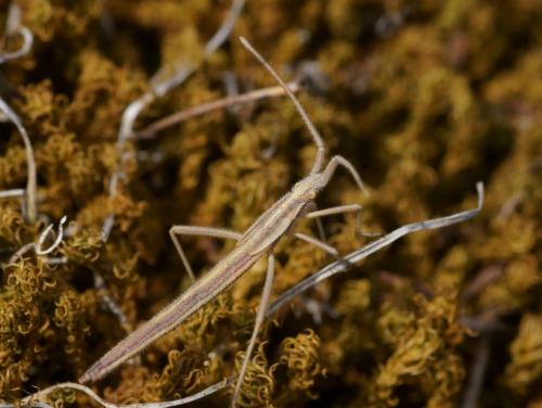 Chorosoma schillingii