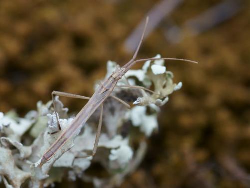 Chorosoma schillingii