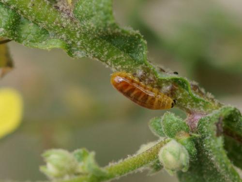 Cionus hortulanus