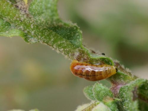 Cionus hortulanus