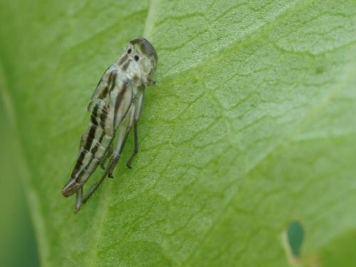 Cicadella viridis