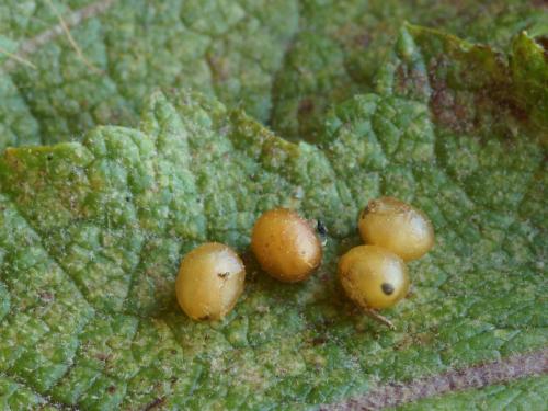 Réf. 75 826 : Cionus hortulanus