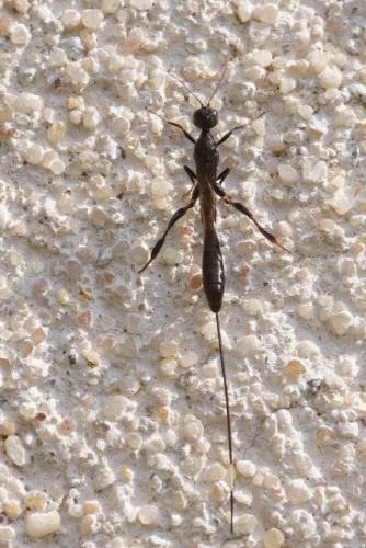 Megischus anomalipes