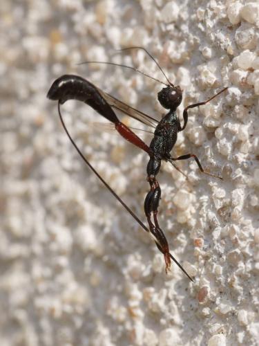 Réf. 75 684 : Megischus anomalipes