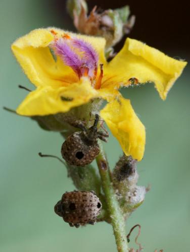 Cionus hortulanus
