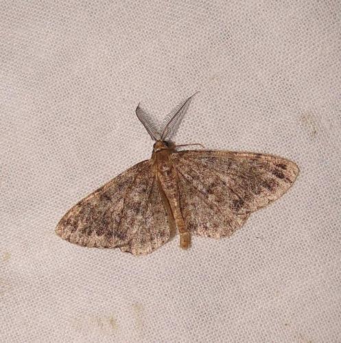 Réf. 75 478 : Deileptenia ribeata