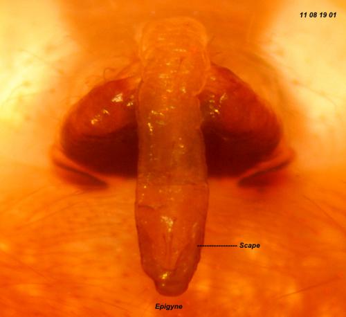 Araneus alsine