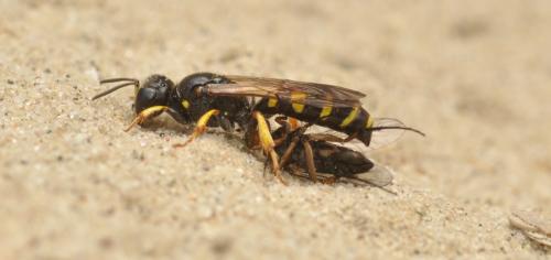 Crabro peltarius