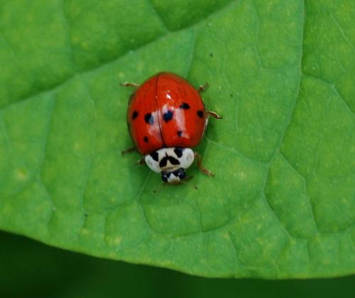 Harmonia axyridis