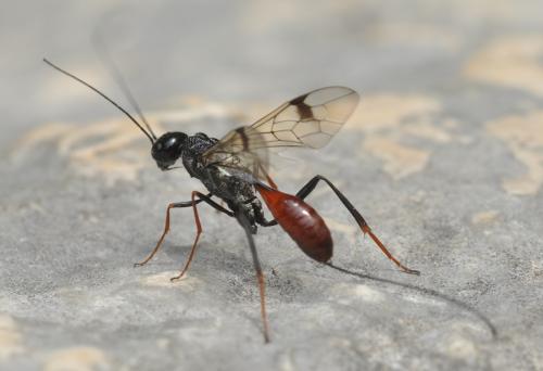 Réf. 75 407 : Pristaulacus galitae