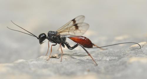 Pristaulacus galitae