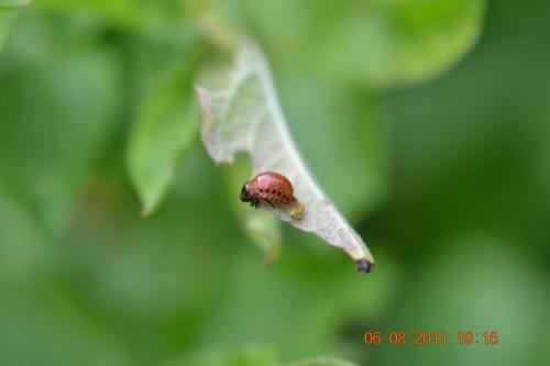 Réf. 75 192 : Leptinotarsa decemlineata