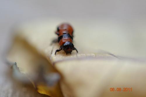 Réf. 75 193 : Leptinotarsa decemlineata