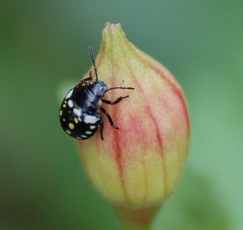 Nezara viridula