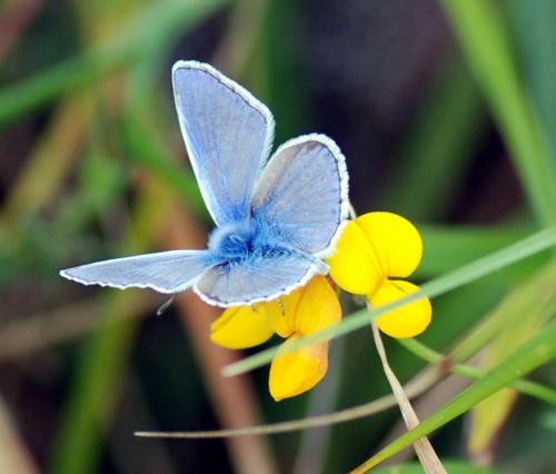Polyommatus icarus
