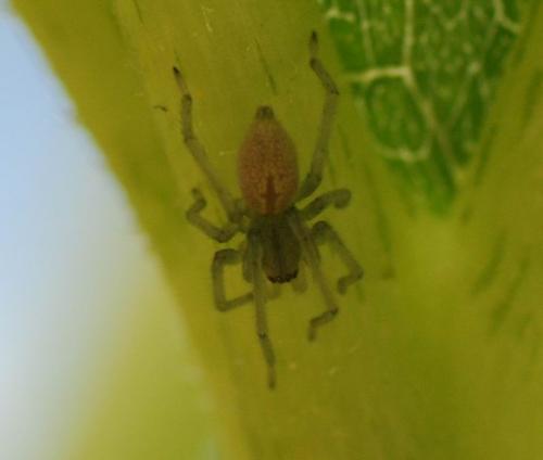 Cheiracanthium sp.