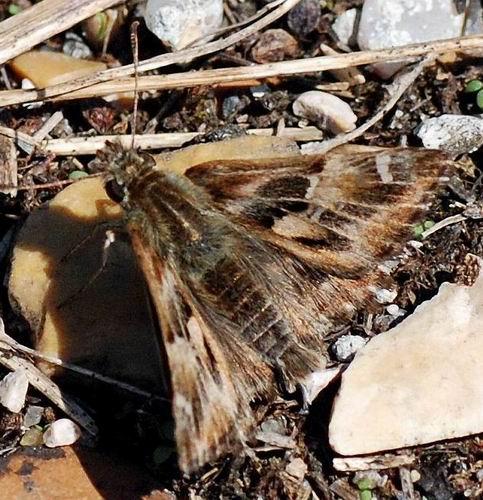Carcharodus alceae