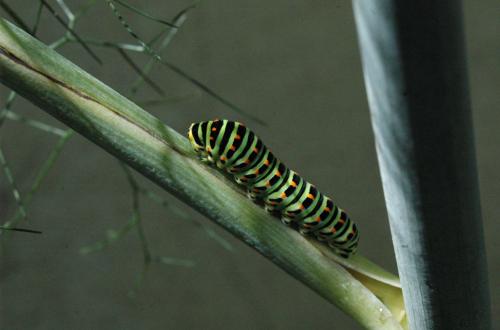 Papilio machaon