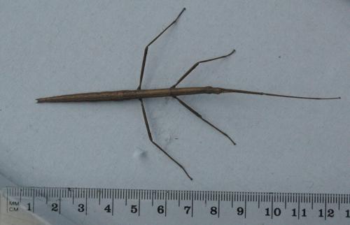 Clonopsis gallica