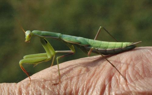 Mantis religiosa