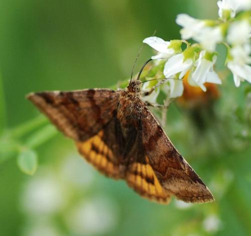 Euclidia glyphica
