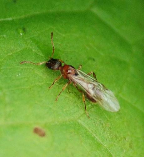 Réf. 75 582 : Temnothorax sp.