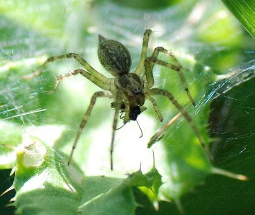 Réf. 75 579 : Allagelena gracilens