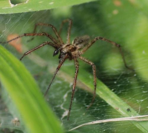 Agelena labyrinthica