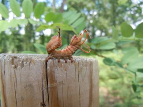 Stauropus fagi