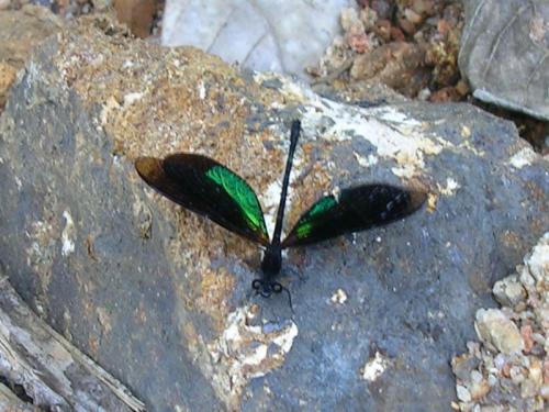 Euphaea splendens