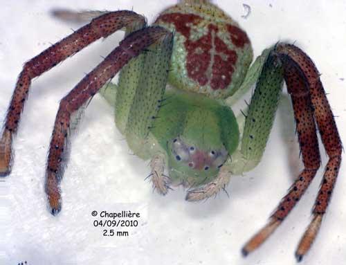 Ebrechtella tricuspidata