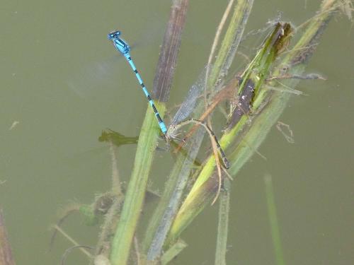Enallagma cyathigerum