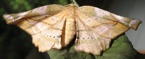 Apeira syringaria