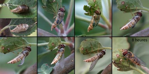 Réf. 75 174 : Episyrphus balteatus