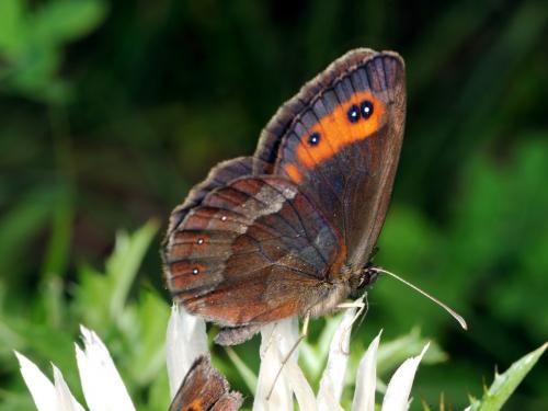 Erebia aethiops
