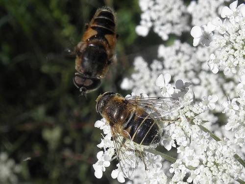 Eristalis nemorum