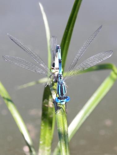 Réf. 75 708 : Erythromma lindenii