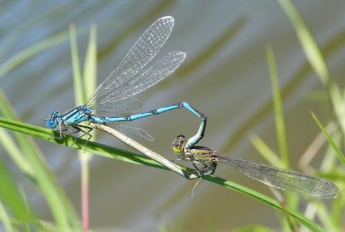 Réf. 75 709 : Erythromma lindenii