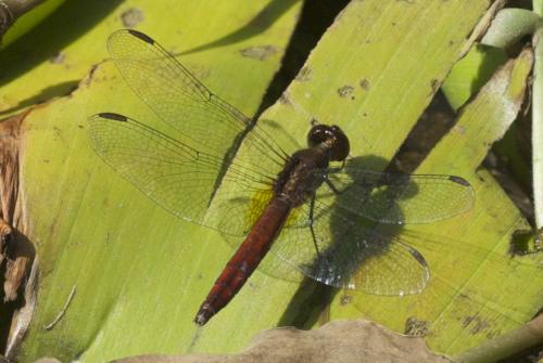 Erythrodiplax fusca