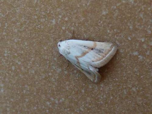 Réf. 75 647 : Eublemma pura