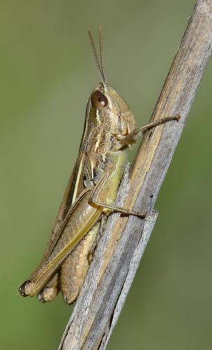 Euchorthippus elegantulus