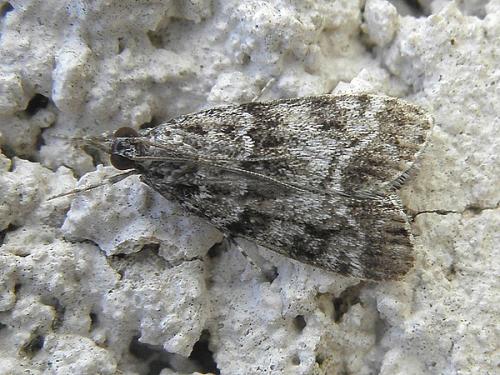 Eudonia mercurella