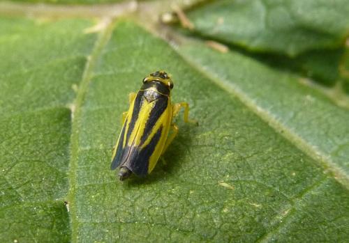 Réf. 75 441 : Evacanthus interruptus