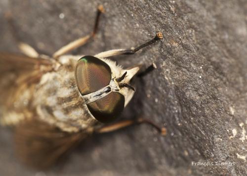 Réf. 75 540 : Tabanus sp.
