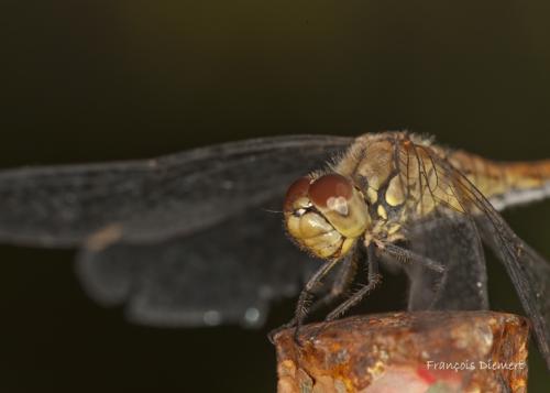 Sympetrum sanguineum