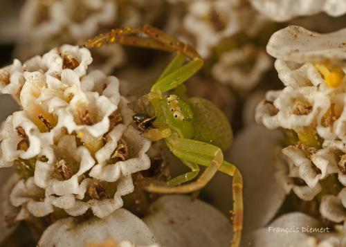 Réf. 75 649 : Ebrechtella tricuspidata