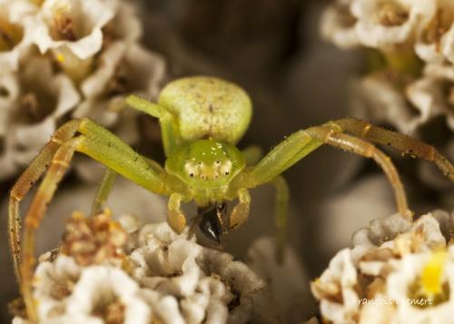 Ebrechtella tricuspidata