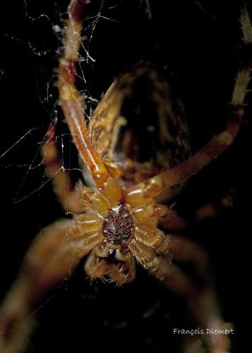 Araneus diadematus