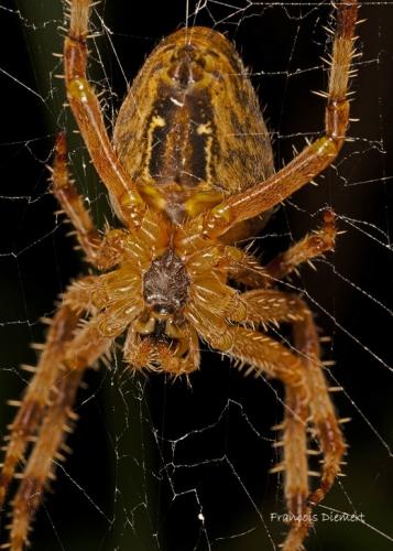 Araneus diadematus