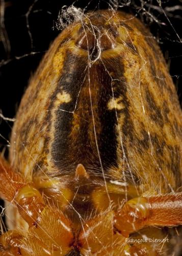Araneus diadematus